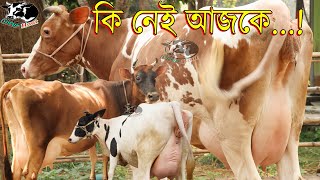 রেড ফ্রিজিয়ান,বাঘাবাড়ীর জার্সি,ফ্রিজিয়ান কি নেই আজকে ! ১ টাকাও বায়না লাগবে না এখানে ।গরুর হাঁট