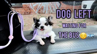 [Dog Life] Adorable dog waits for bus but gets left behind 😔🚌