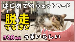 ウェット食べるために脱走をする子猫…生後１ヶ月の子猫は癒しが満載！ウェット編。【子猫の誕生から成長まで・梅家20】kitten