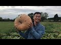 （英國生活）農場的羊兒好可愛！第一次見這麽大的南瓜 huge pumpkins in the kent farm 20200912