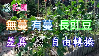 [菜花園]06_5 無蔓長豇豆與有蔓的差別 俗稱八月豆 特別適合在炎熱的夏天種植 有無棚架 則可以自行選擇 也順道驗收一下 棚架美化環境的效果