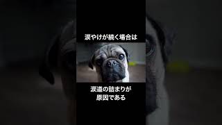 犬の「涙やけの」雑学　#shorts #犬 #雑学 #犬の雑学