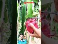 Ddragonfruit harvest #fruit #dragonfruit #shorts #youtubeshorts #funny #video #farming #satisfying