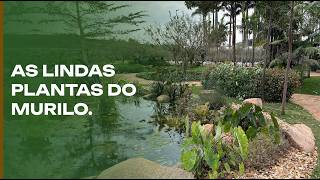 Plantas e mais plantas da família Spagnhol.