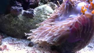 Magnificent Anemones