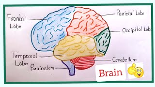 How to draw  Human Brain diagram  in a very easy way || Parts of Human Brain|| @TheDrawingAcumen