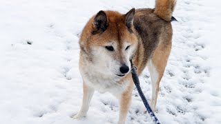 一年ぶりの雪にワクワクしながらお散歩する柴犬