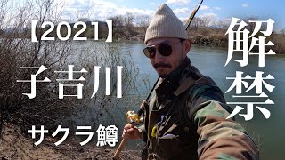 子吉川 サクラマス 釣り 解禁日【２０２１】