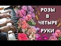 ПЕРЕСАДКА РОЗ . СЕМЕЙНОЕ ВИДЕО. Разные способы, но один результат.21 сентября 2024 г.