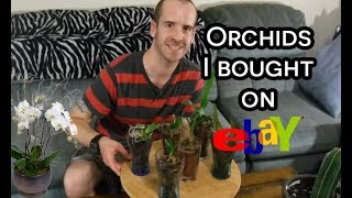 Orchids I Bought on Ebay! (Review and Info)