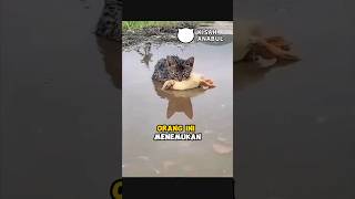 Menyelamatkan Kucing dan Bebek di Jalan #kucing #bebek