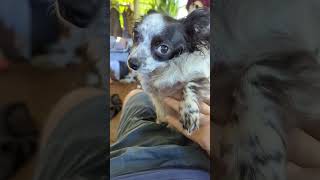 Eleven is a Chihuahua Papillon mix and my best friend. #shorts