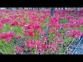 【4k】巾着田曼珠沙華まつり（1）（2022年9月17日）