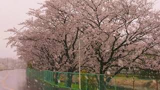 宮代町の桜・宮代台春の雪令和2年3月29日撮影・郷田健一