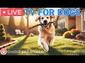 🔴 Live - Calming Dog Music 🎶 Relaxing Music to Ease Separation Anxiety🐾Dog TV to Relieve Boredom