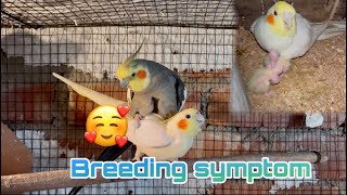 Cockatiel bird breeding symptoms | Beginner￼ Cockatiel Breeding information |