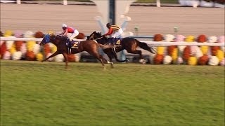 (4K)第75回菊花賞2014-現地撮影 トーホウジャッカル Japanese St. Leger 2014