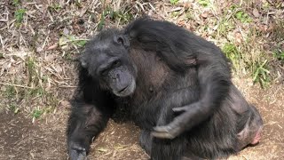 穏やかなペコさん　　Gentle Peko  チンパンジー　多摩動物公園