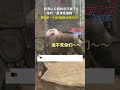 黔靈山公園的這只猴子 絕對「表演性猴格」！ shorts news informationen