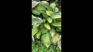 Хоста парадигм(hosta paradigm) сад хост в Бийске #хосты#хоста#сад#садоводство#сады#любимаядача