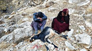 🌄💔 Tragic incident: goat falling from the Zagros mountains and a fire for a nomadic family