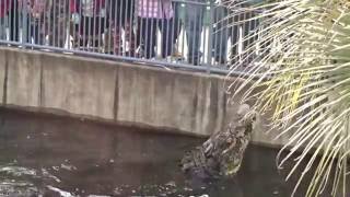 別府地獄巡り　鬼山地獄　ワニのイチロウくんが餌を食べます