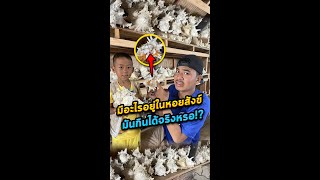 เปิดใจ!ลองกินหอยสังข์ มันกินได้จริงหรอ !? | IS CONCH EATABLE!?