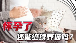 探讨：怀孕了，还能继续养猫吗?