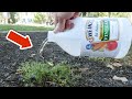 Pour vinegar on your plants and BE AMAZED WHAT HAPPENS💥(surprising)🤯