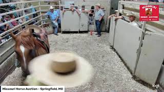 Missouri Horse Auction - Springfield, MO