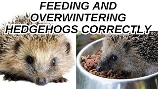 Feeding and overwintering hedgehogs correctly Helping hedgehogs in the winter How to help hedgehogs