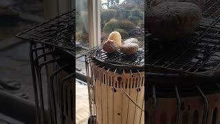 Baking Japanese rice cakes (mochi) on a stove ストーブでおもちを焼く