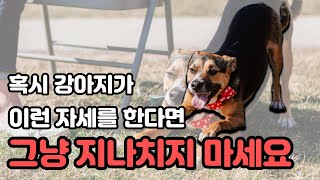 강아지가 이런 행동을 한다면 그냥 지나치지 마세요. (강아지가 행복할 때 하는 행동 7가지)