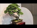 98th ed. kokufu bonsai exhibition 2024 part 1 video b feb. 9th~12th 2024 ・第98回国風盆栽展（前期）ビデオ b