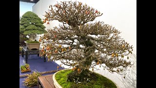 98th ed. KOKUFU BONSAI EXHIBITION 2024  PART 1 (Video B) [Feb. 9th~12th/2024] ・第98回国風盆栽展（前期）ビデオ B