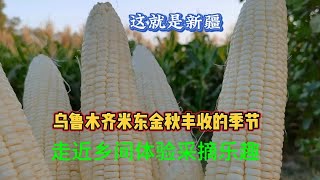 乌鲁木齐米东玉米熟了，走进新疆乡村田园生活，采摘玉米带回家