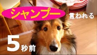 【シャンプー嫌いなシェルティ】お風呂が苦手で固まる犬