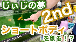 【金魚】今年キャリコ頂天眼は出来る！？じぃじ２つめの夢も進行中。