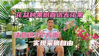 花盆种果树首选无花果，注意这3个方面，实现采摘自由