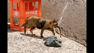 【猫島】お魚くわえたネコ。向かった先には…？！