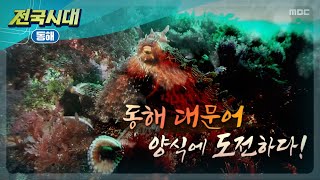 [전국시대] 동해 대문어 양식에 도전하다 (동해)