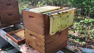 Beekeeping. When to add a honey super.