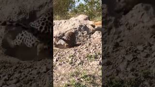 Leopard attack wild pig and hyena attack leopard #Leopard #wildpig #hyena #funny #wildlife #shorts