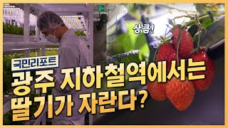 첨단 기술로 농작물 키우는 '인공지능 스마트팜🍓' [국민리포트]