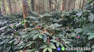 2 acres 24 gunta coffee plantation for sale in between Hassan sakleshpur 🌱