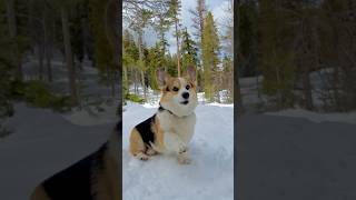 #corgi #camping #nature #snow Snow activities