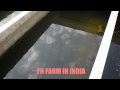 FH FARM IN CHENNAI.mp4