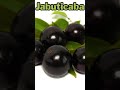 Unlocking Nature's Secret: Exploring Superfoods - Jabuticaba