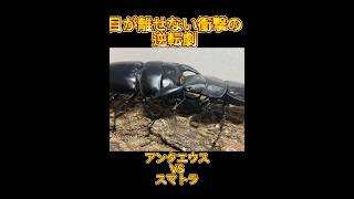 ［大逆転］スマトラオオヒラタクワガタVSアンタエウスオオクワガタ　［クワガタ相撲］ #shortvideo #リアルムシキング