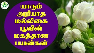 The immense benefits of the Jasmine flower | யாரும் அறியாத மல்லிகை பூவின் மகத்தான பயன்கள்